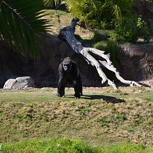 Lowland Gorilla