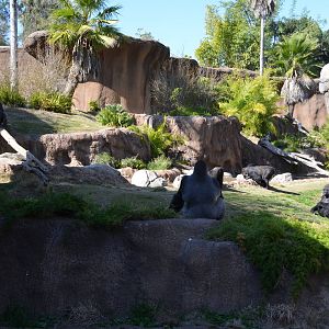 Campo Gorilla Reserve