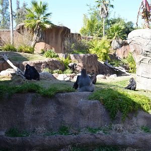 Campo Gorilla Reserve