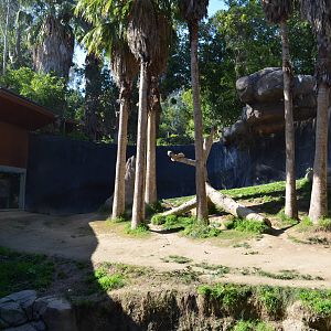Chimpanzees of the Mahale Mountains