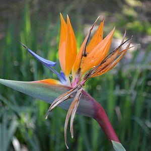Bird of Paradise