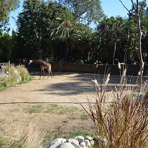 Masai Giraffe Yard