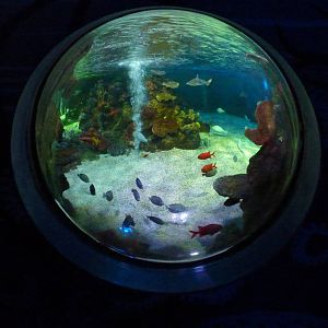 Shark reef viewing bubble, 8th Feb 2012