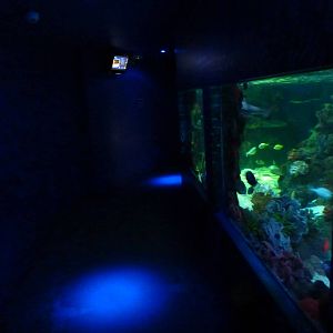 Shark reef viewing windows, 8th Feb 2012