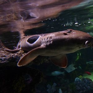 Epaulette shark, 8th Feb 2012