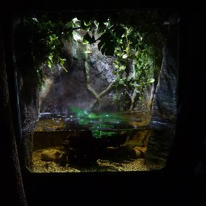 Anableps tank, 8th Feb 2012