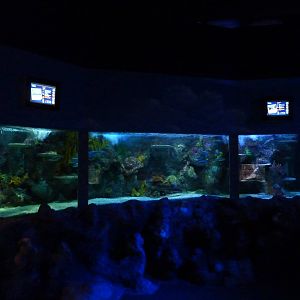 Young shark tank, 8th Feb 2012