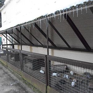 Sewerby Zoo, Icicles and Guinea Pigs 11th February 2012
