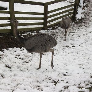 Sewerby Zoo, Rheas 11th February 2012