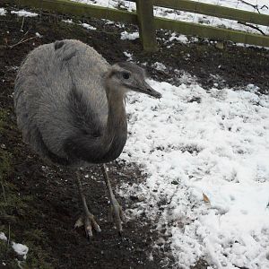 Sewerby Zoo, Rhea 11th February 2012