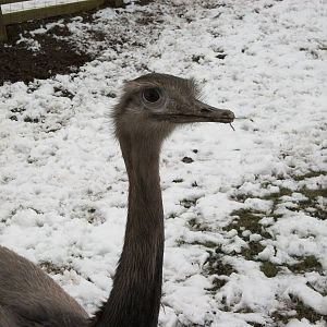 Sewerby Zoo, Rhea 11th February 2012
