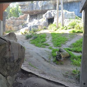 Chimpanzees of the Mahale Mountains