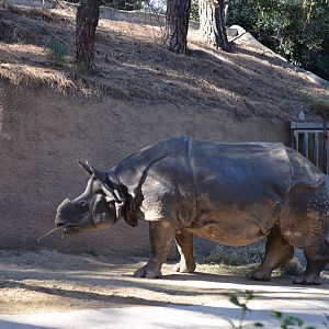 Indian Rhinoceros