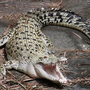 Estuarine or Indo-Pacific Crocodile (Crocodylus porosus)