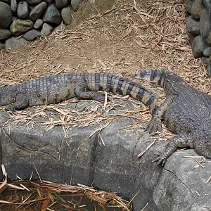 New Guinea Crocodile (Crocodylus novaeguineae)
