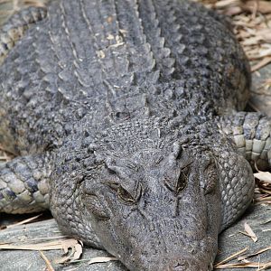 New Guinea Crocodile (Crocodylus novaeguineae)