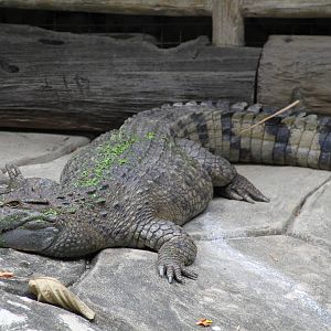 Philippine Crocodile (Crocodylus mindorensis)