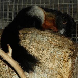 Prevost's Squirrel (Callosciurus prevostii)