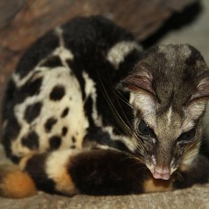 Spotted Linsang (Prionodon pardicolor)