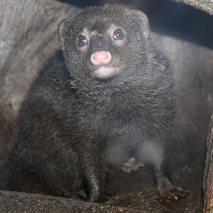 Palawan Short-tailed Mongoose (Herpestes brachyurus palawanus)