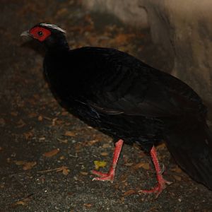 Edwards's Pheasant (Lophura edwardsi)