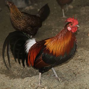Red Junglefowl (Gallus gallus)