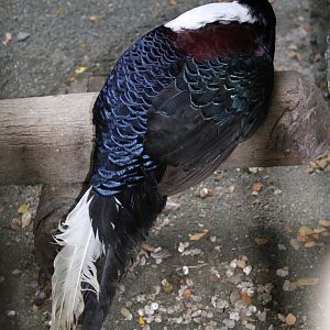 Swinhoe's Pheasant (Lophura swinhoii)
