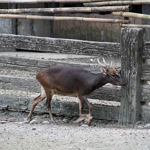Philippine Brown Deer (Rusa marianna)