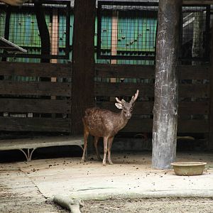 Philippine Brown Deer (Rusa marianna)
