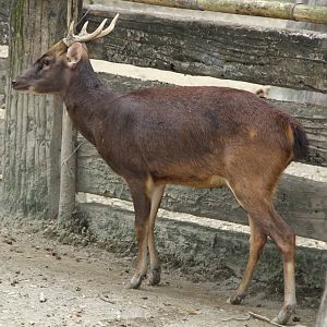 Philippine Brown Deer (Rusa marianna)