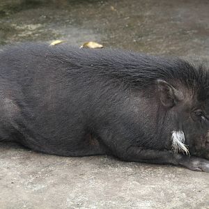 Philippine Warty Pig (Sus philippensis)