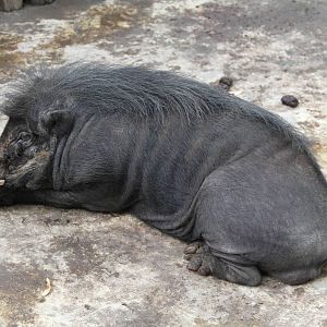 Philippine Warty Pig (Sus philippensis)