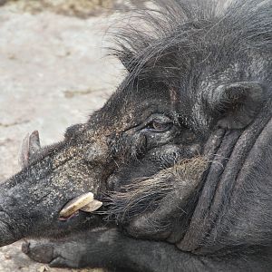 Philippine Warty Pig (Sus philippensis)