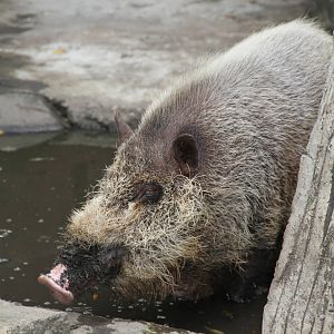 Palawan Bearded Pig (Sus ahoenobarbus)