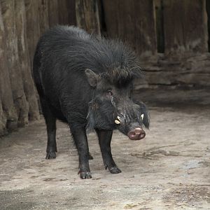 Philippine Warty Pig (Sus philippensis)