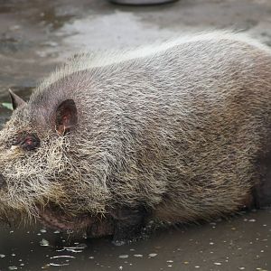 Palawan Bearded Pig (Sus ahoenobarbus)
