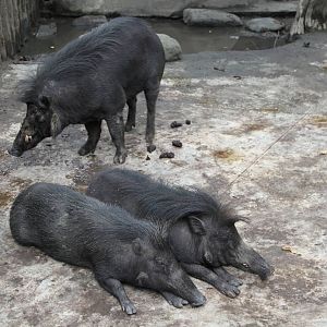 Philippine Warty Pig (Sus philippensis)