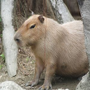 Capybara (Hydrochoerus hydrochaeris)