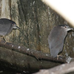Black-crowned Night Heron (Nycticorax nycticorax)