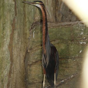 Purple Heron (Ardea purpurea)