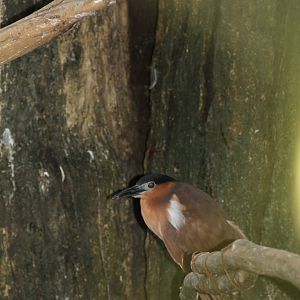 Nankeen Night Heron (Nycticorax caledonicus)
