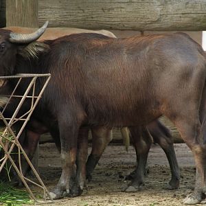 Carabao or Philippine Water Buffalo (Bubalus bubalis carabanesis)