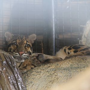 Clouded Leopard (Neofelis nebulosa)