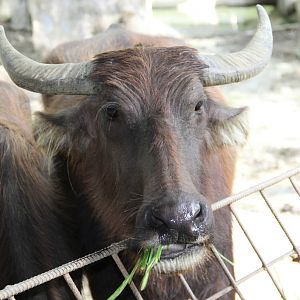 Carabao or Philippine Water Buffalo (Bubalus bubalis carabanesis)