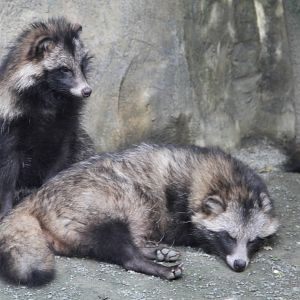 Raccoon Dogs (Nyctereutes procyonoides)