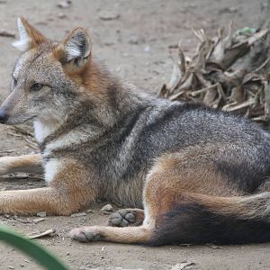 Golden Jackal (Canis aureus)??