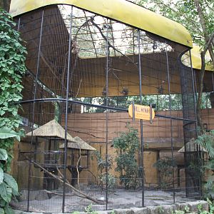 Common Hill Myna's (Gracula religiosa) aviary