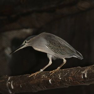 Schrenck's Bittern (Ixobrychus eurhythmus)