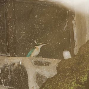 Collared Kingfishers (Todiramphus chloris)