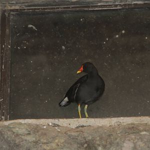 Common Moorhen